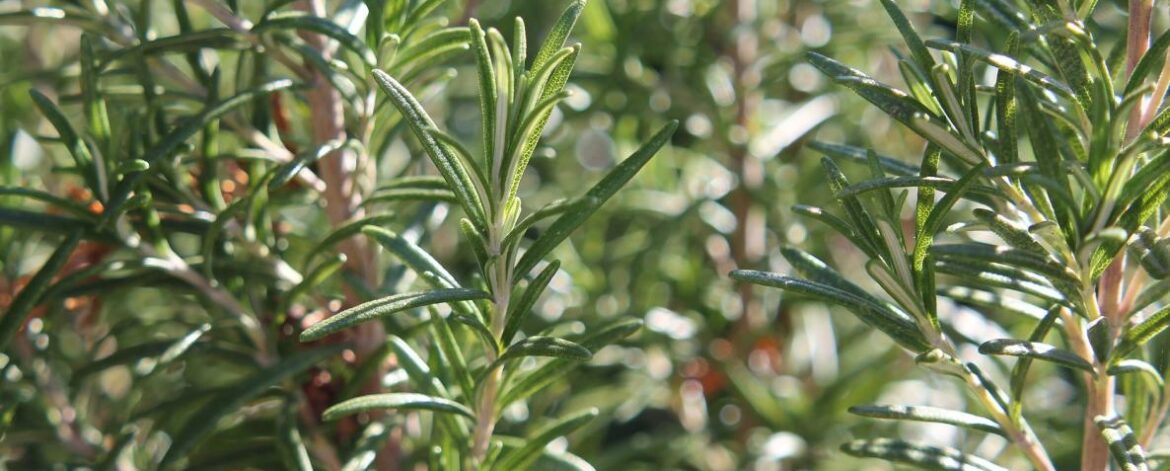 rosemary-foliage