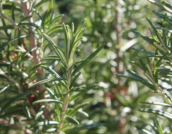 rosemary-foliage