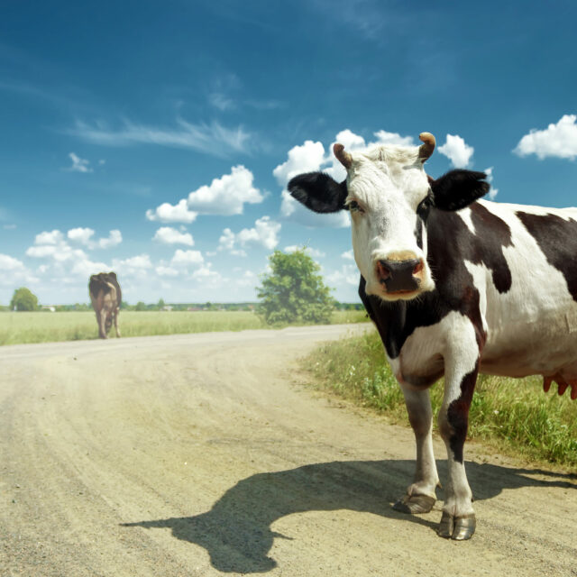 Spotted cow grazing on a beautiful green meadow against a blue sky. Livestock, farming.